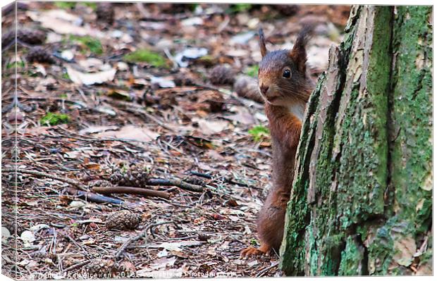 Red Squirrel Canvas Print by Rob Mcewen