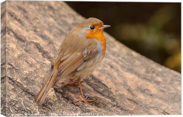 Robin Canvas Print by Rob Mcewen