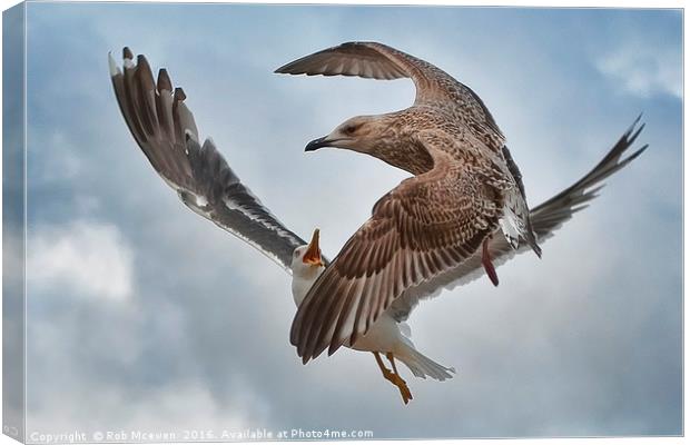 Gull combat Canvas Print by Rob Mcewen