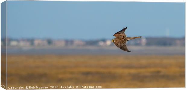 Kestrel in flight Canvas Print by Rob Mcewen