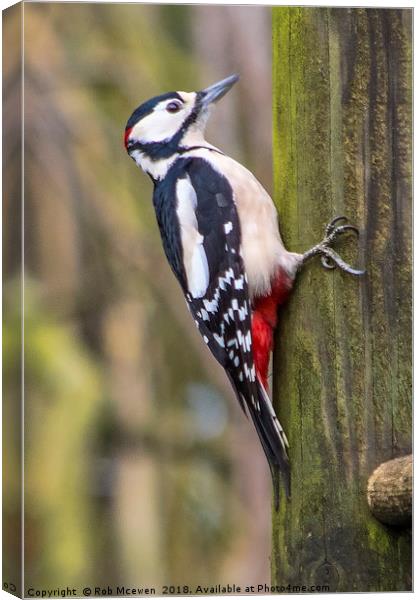 Great spotted woodpecker Canvas Print by Rob Mcewen