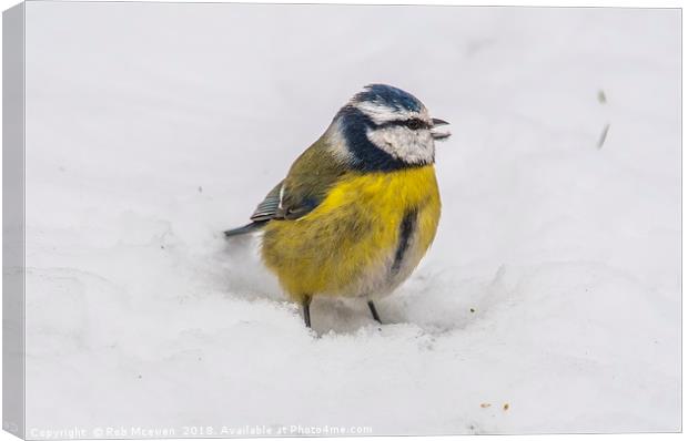 Blue Tit Canvas Print by Rob Mcewen