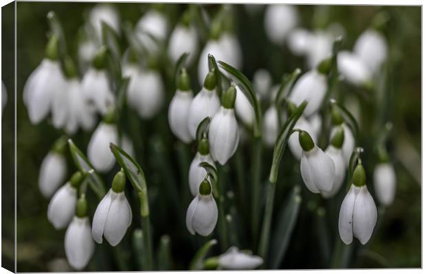 Snowdrops Canvas Print by Pauline MacFarlane