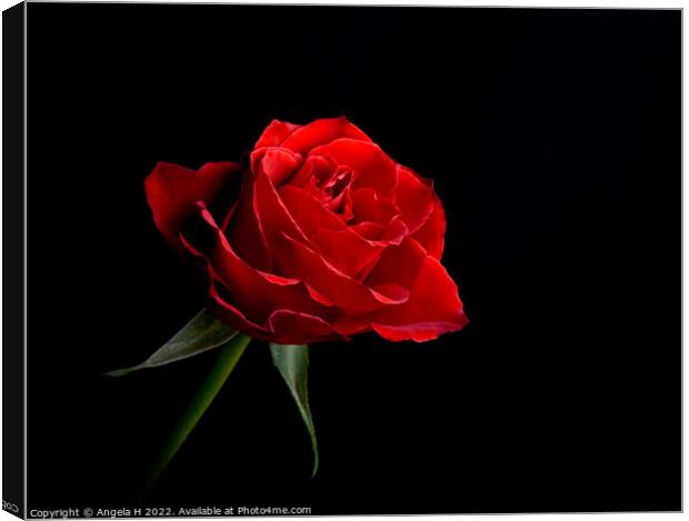 Red Rose Canvas Print by Angela H