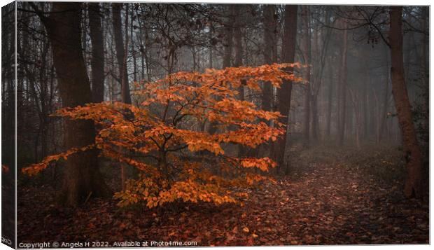 Foggy Morning Canvas Print by Angela H