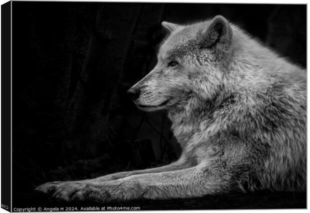 Arctic Wolf Canvas Print by Angela H