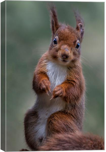 Red Squirrel Canvas Print by Angela H