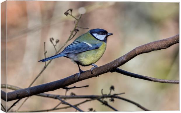 Great Tit Canvas Print by Angela H