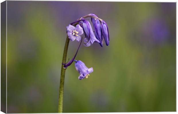 Bluebell Canvas Print by Angela H