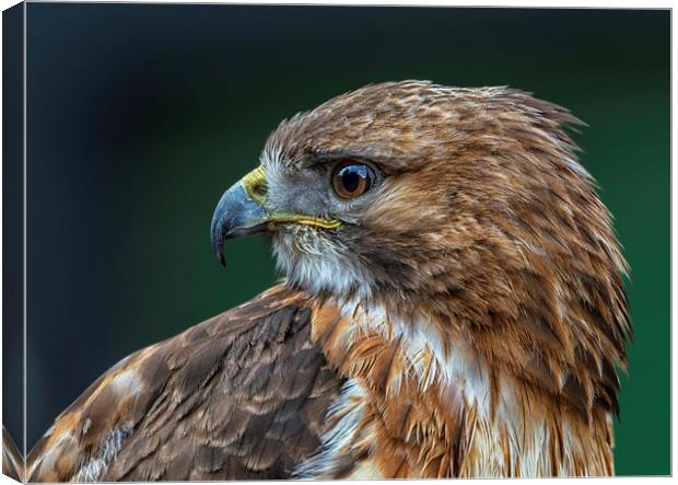 Red-tailed Hawk Canvas Print by Angela H