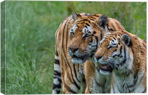 Two Tigers Canvas Print by Angela H