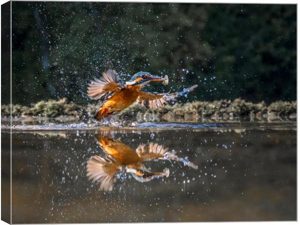 Kingfisher with fish Canvas Print by Angela H