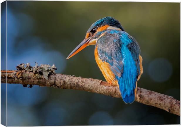 Kingfisher Canvas Print by Angela H