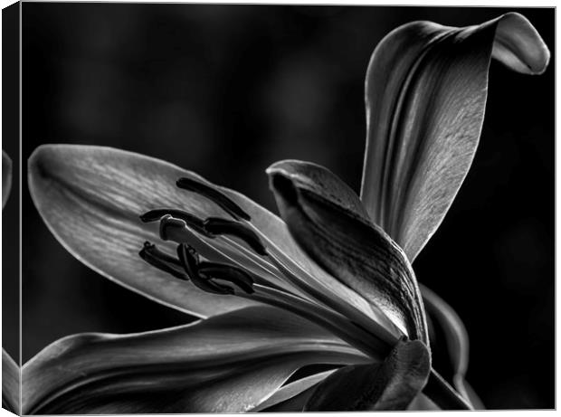 Lily Canvas Print by Angela H