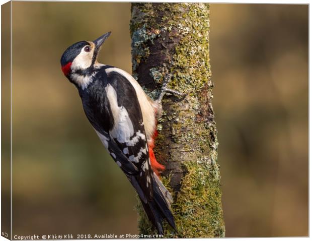 Great Spotted Woodpecker Canvas Print by Angela H