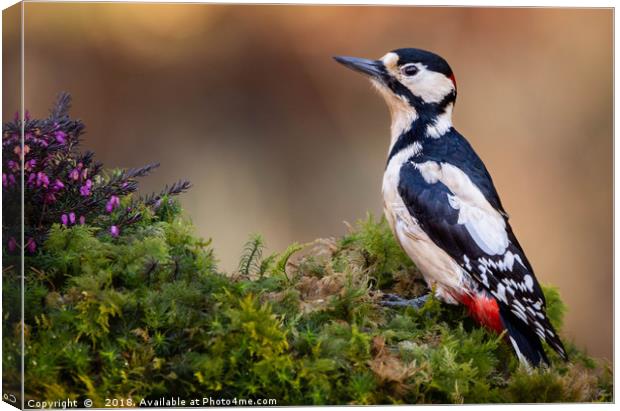 Great Spotted Woodpecker Canvas Print by Angela H