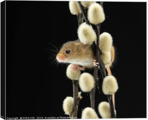 Harvest Mouse Canvas Print by Angela H