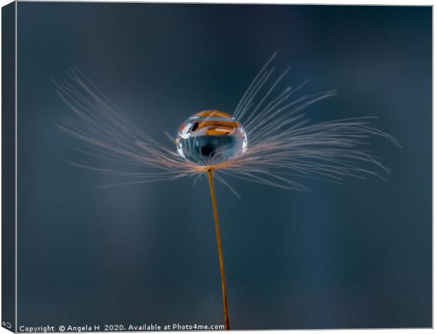 Dandelion clock with waterdrop Canvas Print by Angela H