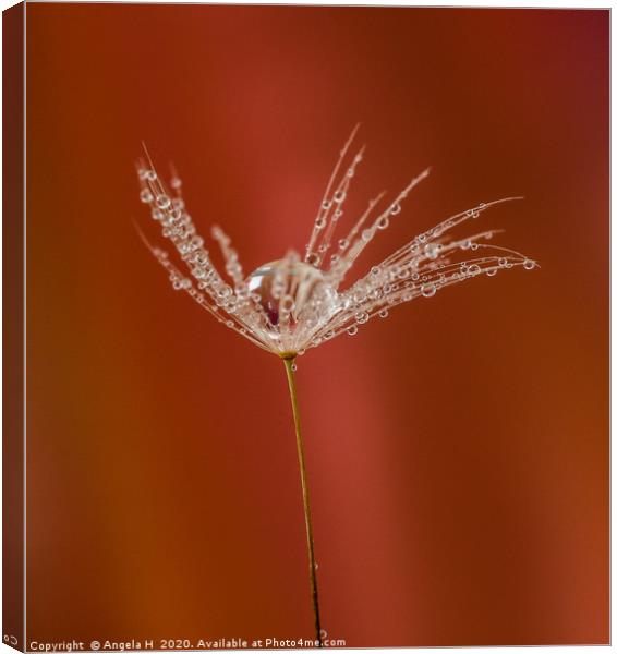 Dandelion clock with waterdrops Canvas Print by Angela H