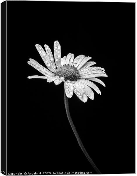 Oxeye with waterdrops Canvas Print by Angela H
