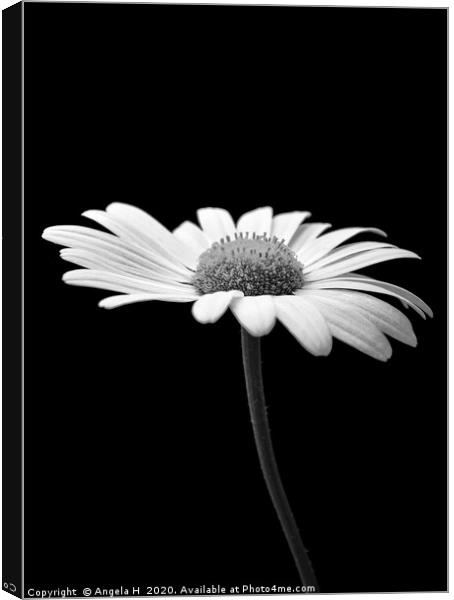 Oxeye Daisy Canvas Print by Angela H