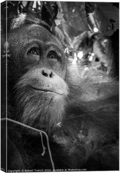 Happy Orangutang Canvas Print by Robert Trench