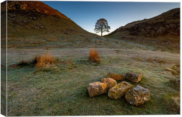 Sycamore Tree Hadrian's Wall III Canvas Print by Michael Brookes