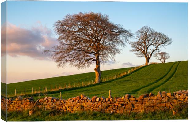 Trees at sunset at Lower Hesket, Cumbria, UK Canvas Print by Michael Brookes