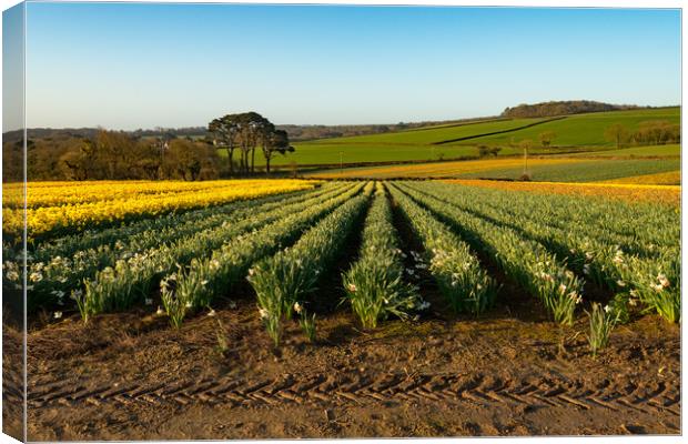 Daffodil symmetry Canvas Print by Michael Brookes