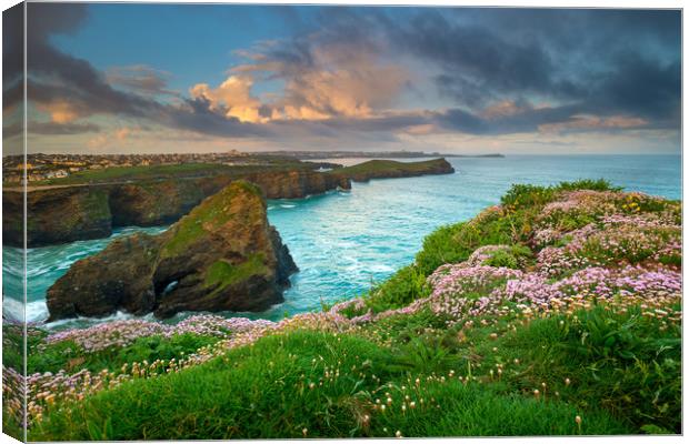Sea thrift at Newquay Canvas Print by Michael Brookes