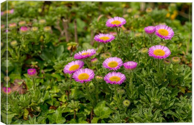 Pink Aster Alpinus Canvas Print by Michael Brookes