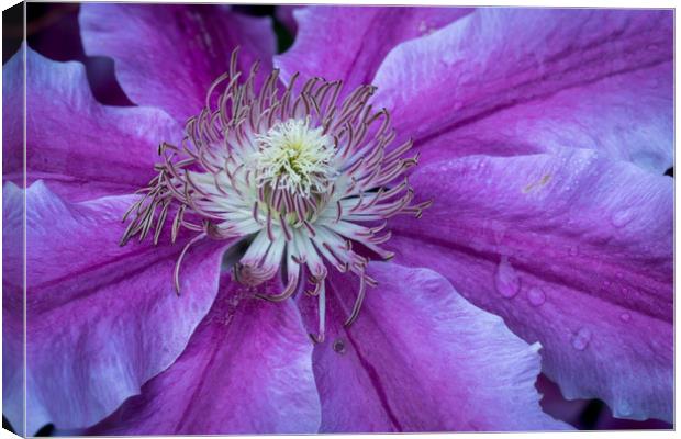 Clematis Doctor Ruppel Canvas Print by Michael Brookes