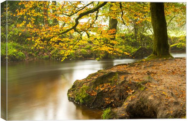 Autumn at Golitha Falls Canvas Print by Michael Brookes