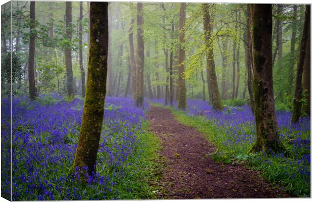 Bluebells magic Canvas Print by Michael Brookes