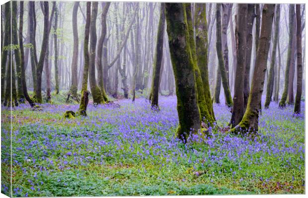 Blue Bells at Pendarves Canvas Print by Michael Brookes