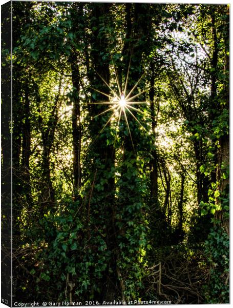 Sparkling Trees Canvas Print by Gary Norman