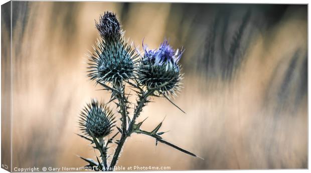 Summer Thistle Canvas Print by Gary Norman