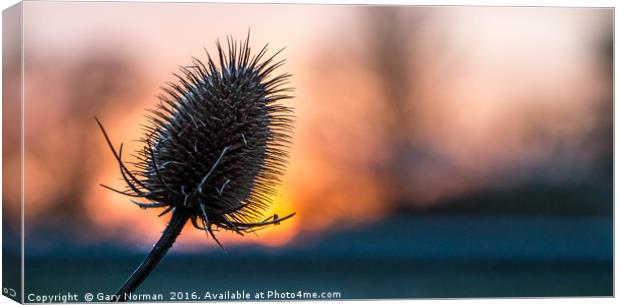 Prickly Sunset Canvas Print by Gary Norman
