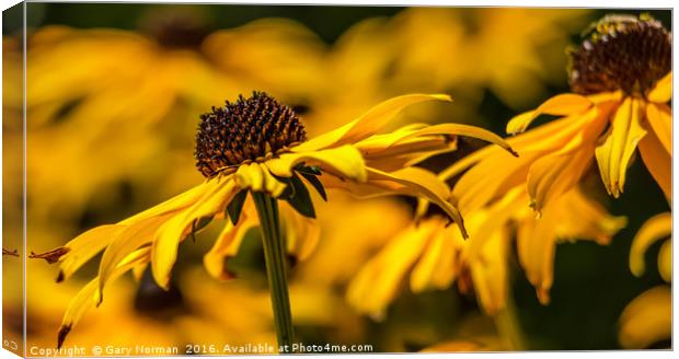 Blackeyed Susan Flower Canvas Print by Gary Norman