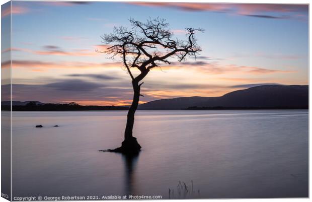 Lone Tree at Milarrochy Bay Loch Lomond Canvas Print by George Robertson