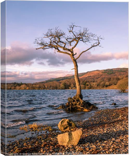Milarrochy Bay Tree Canvas Print by George Robertson