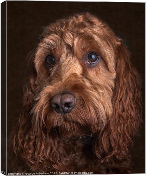 Studio portrait of a Cockapoo Canvas Print by George Robertson