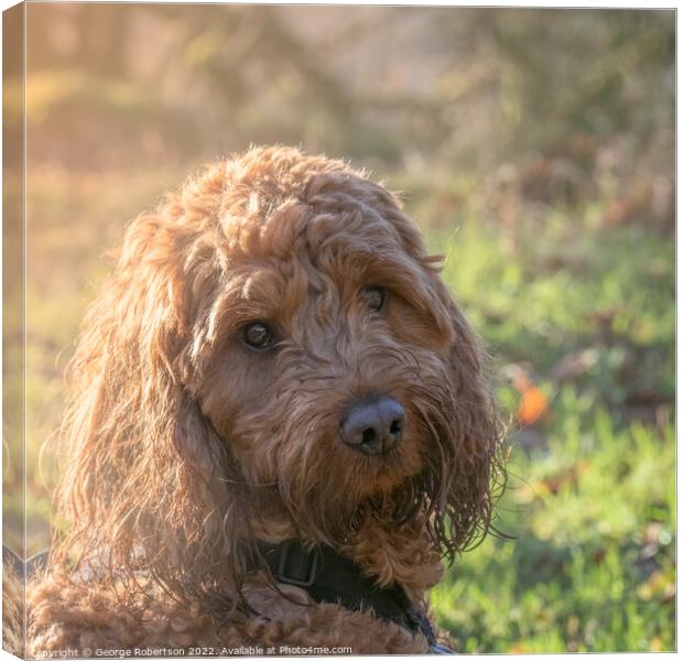 Outdoor portrait of a Cockapoo dog Canvas Print by George Robertson