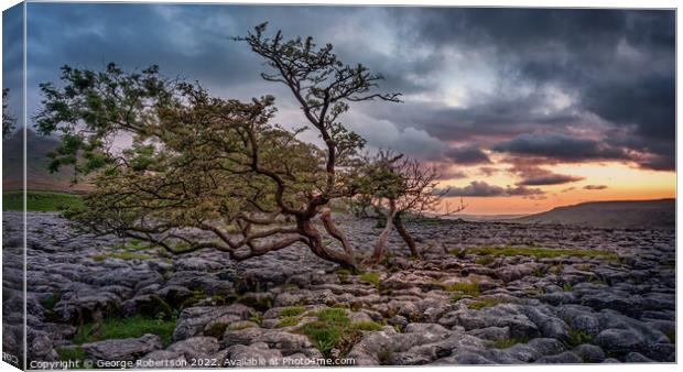 Windswept Hawthorn tree in Yorkshire Canvas Print by George Robertson
