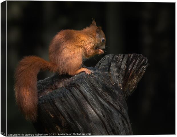 Red Squirrel In the light Canvas Print by George Robertson