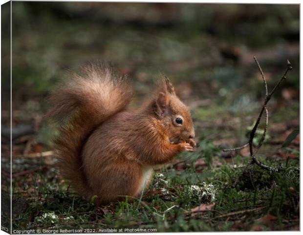A red squirrel sitting eating a nut Canvas Print by George Robertson