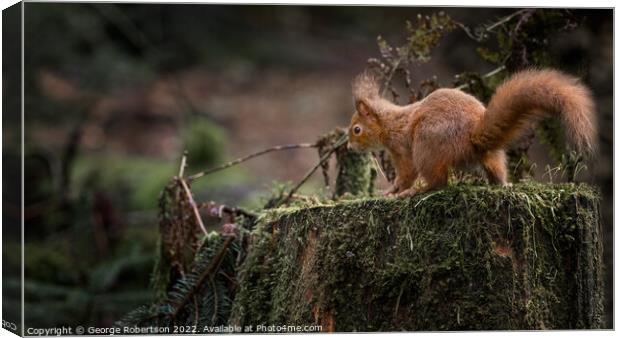Red Squirrel on a tree trunk Canvas Print by George Robertson