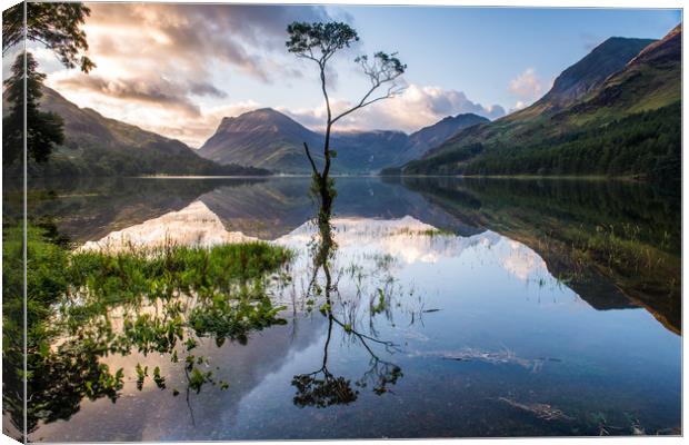 Lone Tree on Buttermere  Canvas Print by George Robertson