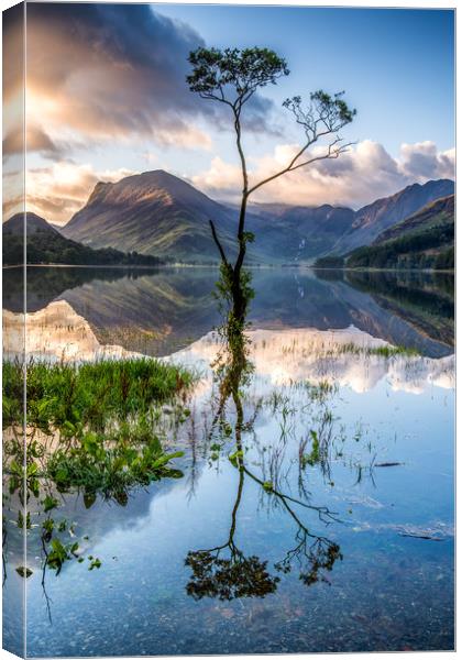Buttermere Tree Canvas Print by George Robertson