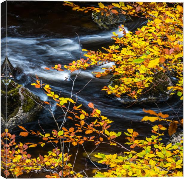 Autumn Leaves Canvas Print by George Robertson